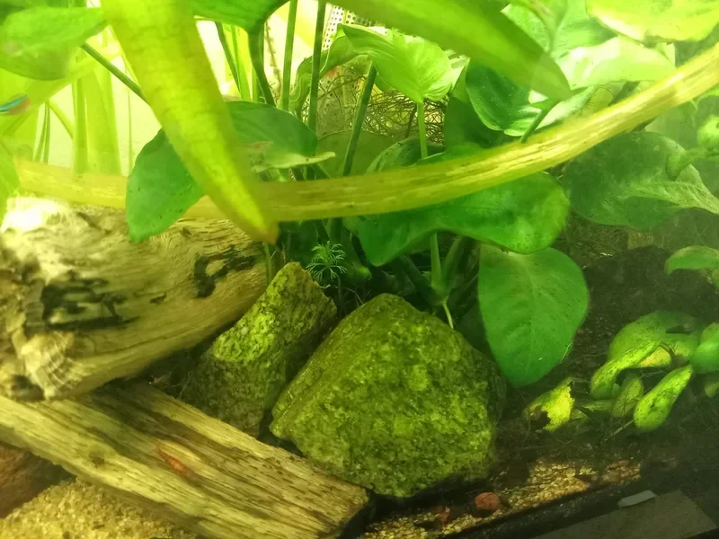 Touffe d'Anubias coincée entre deux pierres couvertes d'algues, à côté d'une racine, dans mon aquarium de 120 litres