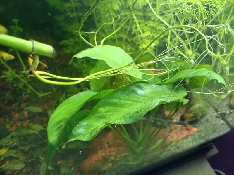 Grandes feuilles d'Anubias avec quelques points d'algues, sous les racines d'un pothos, dans mon aquarium low-tech de 180 litres