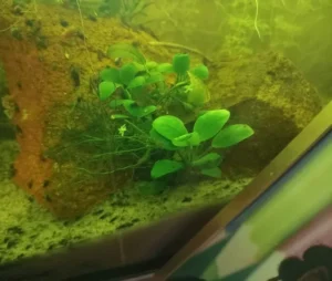 Petite Anubias aux feuilles rondes posée sur une roche volcanique, entourée d’escargots, dans mon aquarium de 60 litres