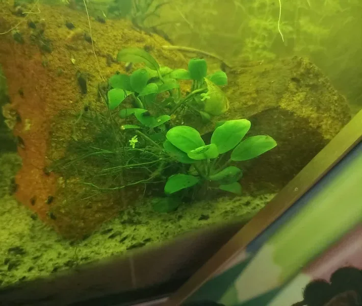 Petite Anubias aux feuilles rondes posée sur une roche volcanique, entourée d'escargots, dans mon aquarium de 60 litres