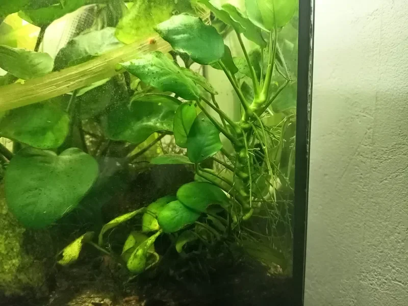 Rhizome d'Anubias le long de la vitre, hors du sol, avec ses racines et quelques feuilles basses jaunies, dans mon 60 litres