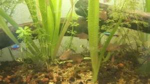 Mon aquarium 120 litres sans filtre, très planté, avec tétras rosés et néons cardinalis