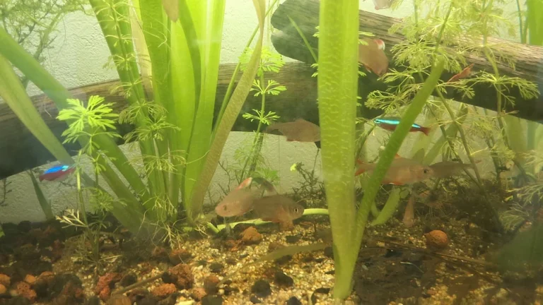 Aquarium 100 litres : combien de poissons, avec ou sans filtre ?