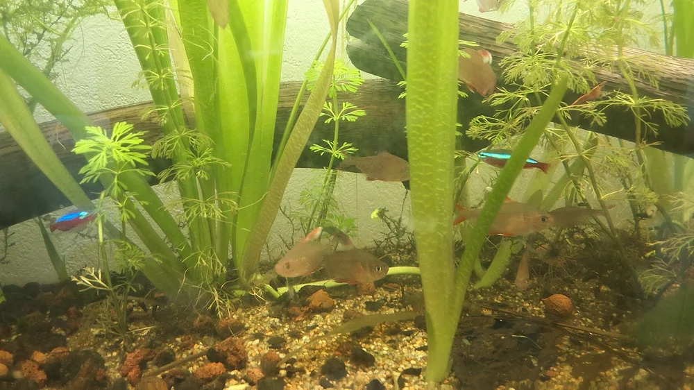 Mon aquarium 120 litres sans filtre, très planté, avec tétras rosés et néons cardinalis