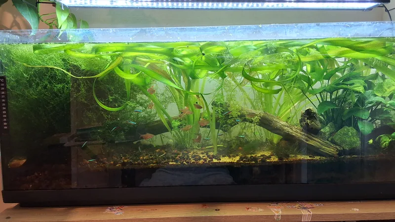 Mon aquarium 120 litres sans filtre, planté, 100 x 30 x 40 cm
