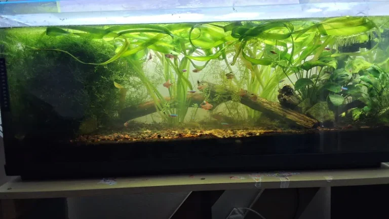 Combien coûte un aquarium ? Mon 120 litres pour un peu plus de 100 €