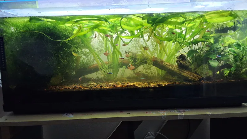 Mon aquarium low-tech de 120 litres, sans filtre, planté de vallisnéries