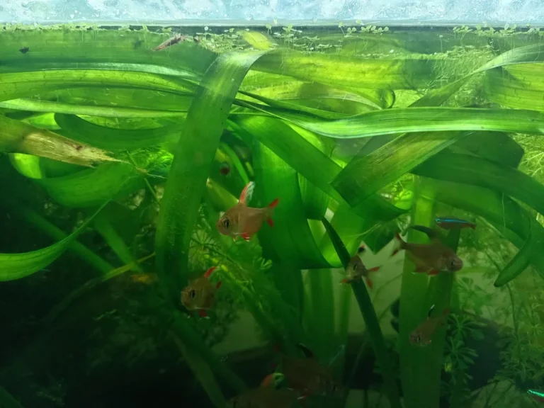 Bulleur aquarium : utile ou pas dans un bac planté ?