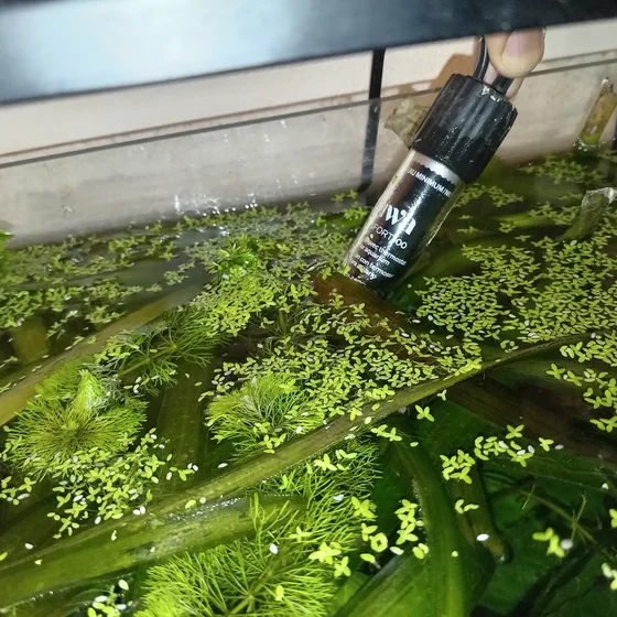 Chauffage immergé en verre de 100 W dans mon aquarium 120 litres