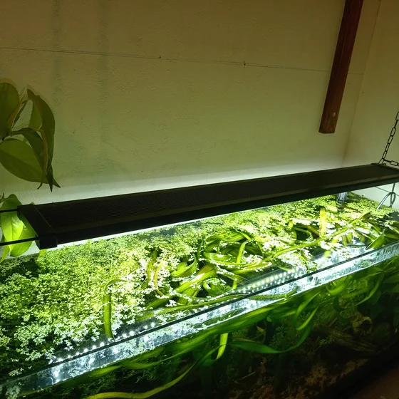 Lampe LED NICREW C10 suspendue au-dessus de mon aquarium 120 litres planté