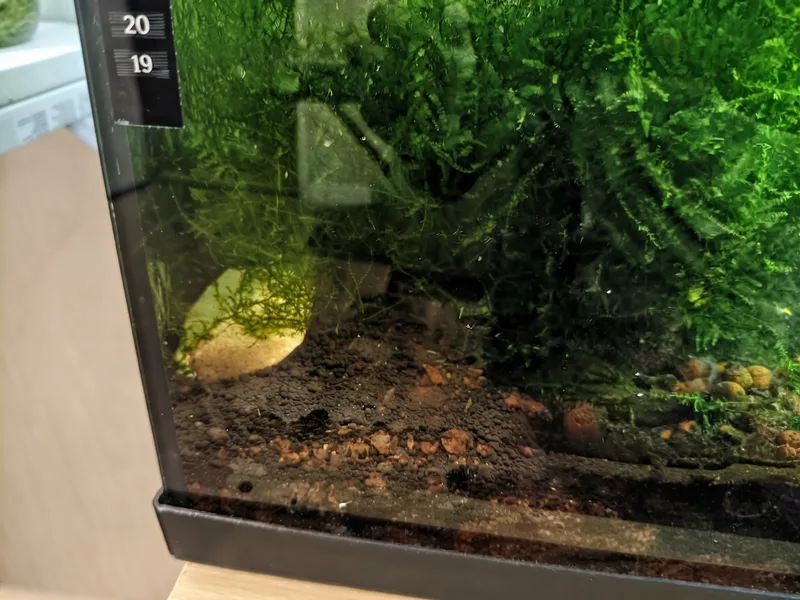 os de seiche au fond d'un aquarium low-tech planté de mousses, sur un sol organique