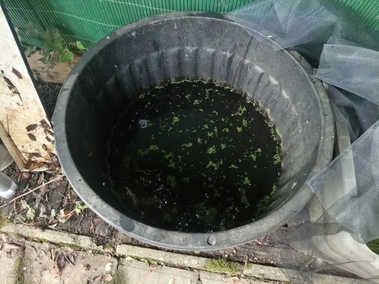 Daphnies vivantes : mon élevage gratuit dans un poubellarium (sans souche ni matériel)