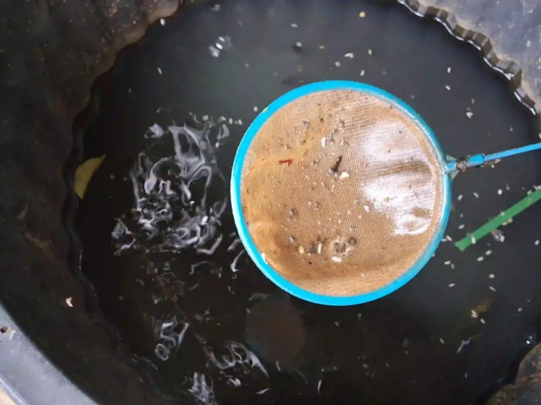Nourriture poissons aquarium : comment je nourris sans polluer (méthode low-tech)